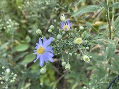 Symphyotrichum shortii
