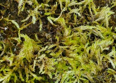 Brachythecium rutabulum