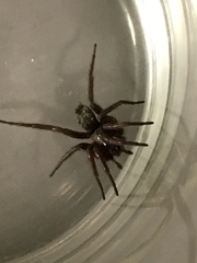 Scotophaeus blackwalli