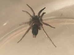 Scotophaeus blackwalli