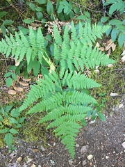 Pteridium aquilinum pubescens