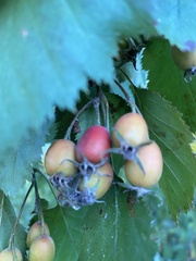 Crataegus mollis