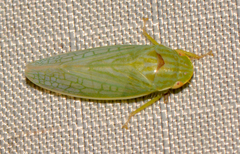 Gyponana