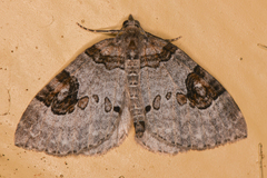 Plemyria georgii