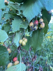 Crataegus mollis