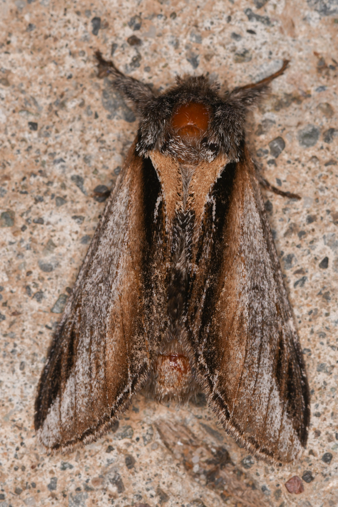 Black-rimmed Prominent Moth