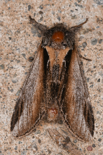 Black-rimmed Prominent Moth