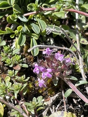 Thymus praecox
