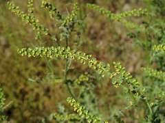 Ambrosia acanthicarpa
