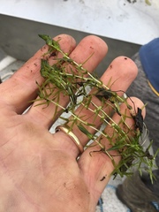 Callitriche hermaphroditica