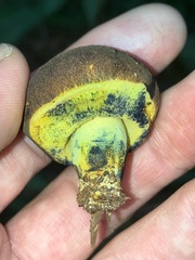 Gastroboletus