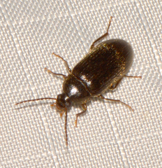 Hymenorus