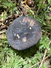 Gastroboletus