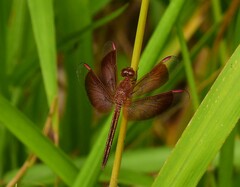 Neurothemis stigmatizans