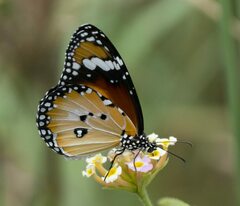 Danaus petilia