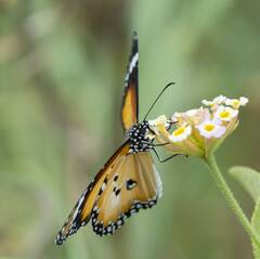 Danaus petilia