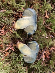 Gastroboletus