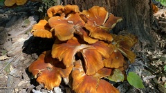 Omphalotus illudens
