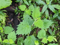 Urtica thunbergiana