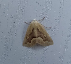 Sabulodes edwardsata