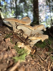 Sarcodon stereosarcinon