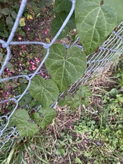 Cynanchum laeve