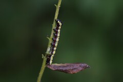 Cucullia convexipennis