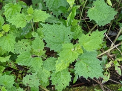 Urtica thunbergiana
