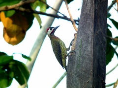 Colaptes punctigula striatigularis