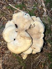 Sarcodon stereosarcinon