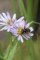 Sericomyia chalcopyga