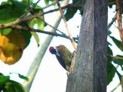 Colaptes punctigula striatigularis