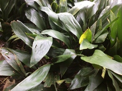 Aspidistra