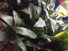 Aspidistra