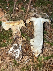 Sarcodon stereosarcinon