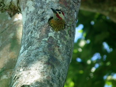Colaptes punctigula striatigularis