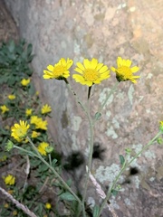 Hymenothrix dissecta