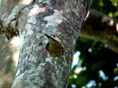Colaptes punctigula striatigularis
