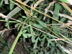 Hymenothrix dissecta