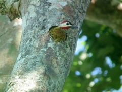 Colaptes punctigula striatigularis