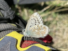 Polyommatus coridon