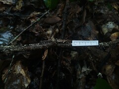 Physalacria orinocensis