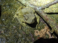 Bufo bankorensis