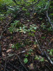 Physalacria orinocensis