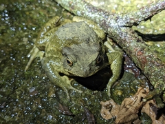 Bufo bankorensis