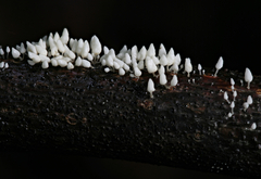 Physalacria orinocensis