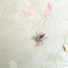 Cosmophasis micarioides