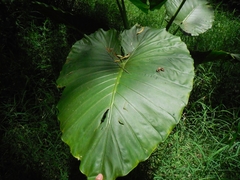 Alocasia macrorrhizos