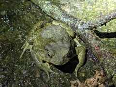 Bufo bankorensis