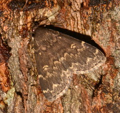 Idia lubricalis